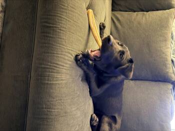 Rescue Black Labrador Retriever Dogs for Adoption in Schertz, Texas - Doug | PetCurious