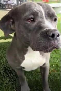 Pit Bull Terrier Dogs Available for Adoption in Pasadena, California - MONIQUE | PetCurious