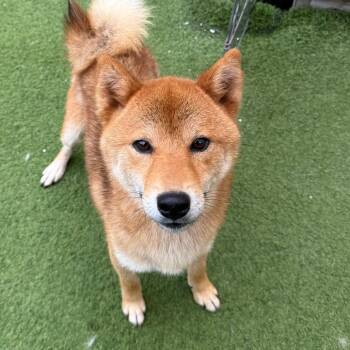 Diana Prince 9138 -  Shiba Inu Dog for Adoption in Loxahatchee Groves, Florida - Diana Prince 9138 | PetCurious