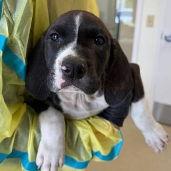 Moonpie -  Coonhound and Mixed Breed Dog for Adoption in Nashville, Tennessee - Moonpie | PetCurious