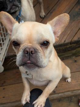 Rescue French Bulldog Dogs for Adoption in Benton, Kansas - Nugget | PetCurious
