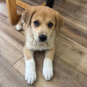 Hedley -  Mixed Breed Dog for Adoption - Hedley | PetCurious