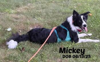 Mickey -  Border Collie Dog for Adoption in Seymour, Indiana - Mickey | PetCurious