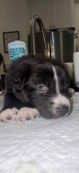 Violet -  Border Collie Dog for Adoption in Richmond, Texas - Violet | PetCurious