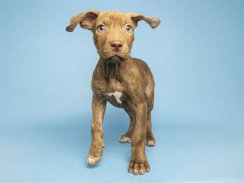 VANILLA -  Pit Bull Terrier Dog for Adoption in Phoenix, Arizona - VANILLA | PetCurious