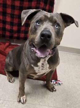 Swoop -  Mixed Breed Dog for Adoption in Hamilton, Ohio - Swoop | PetCurious