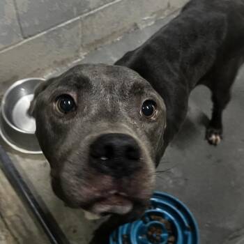 Maverick -  Mixed Breed Dog for Adoption in Summerville, South Carolina - Maverick | PetCurious