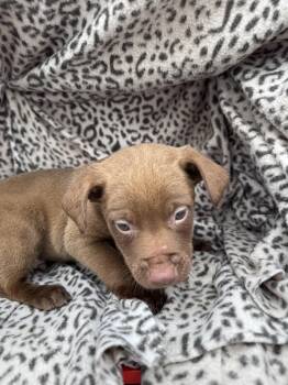 American Staffordshire Terrier Dogs Available for Adoption - Raphael | PetCurious