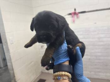 Rescue German Shepherd Dog and Mixed Breed Dogs for Adoption in San Bernardino, California - A585741 | PetCurious