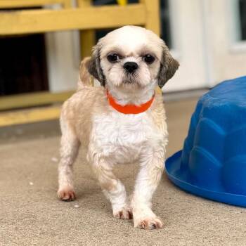 Peanut (AG26-17) -  Shih Tzu Dog for Adoption in Peyton, Colorado - Peanut (AG26-17) | PetCurious