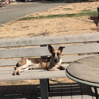 Walter -  Cattle Dog and Basset Hound Dog for Adoption in Vacaville, California - Walter | PetCurious
