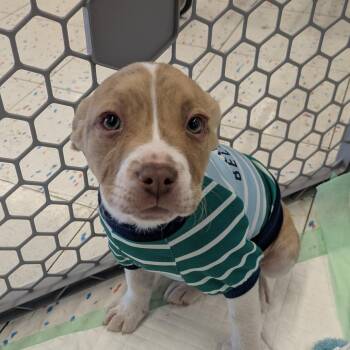 American Staffordshire Terrier Dogs Available for Adoption - Hercules  | PetCurious