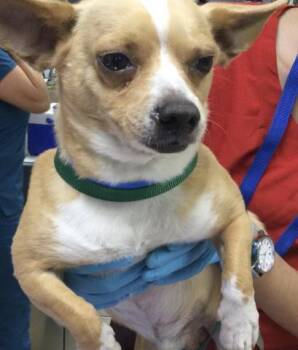 Chihuahua Dogs Available for Adoption in Riverside, California - ROBBIE | PetCurious
