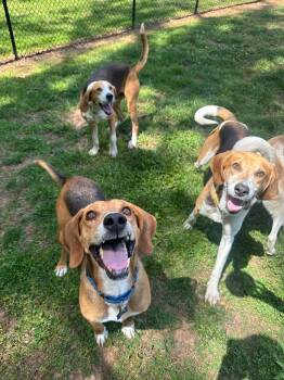 American Foxhound Dogs Available for Adoption in Maidens, Virginia - Lone Star | PetCurious