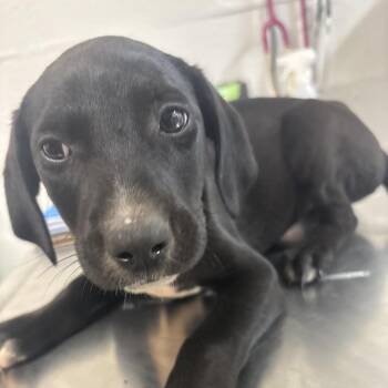 Labrador Retriever and Mixed Breed Dogs Available for Adoption in Clanton, Alabama - Skittles | PetCurious