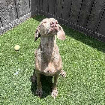 Lana 1705 -  Weimaraner Dog for Adoption in Loxahatchee Groves, Florida - Lana 1705 | PetCurious