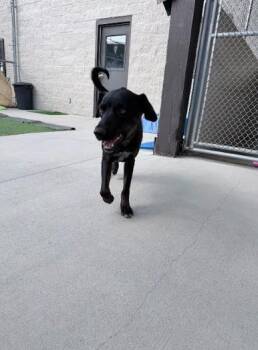 Penny -  Australian Cattle Dog Blue Heeler Dog for Adoption in Steamboat Springs, Colorado - Penny | PetCurious