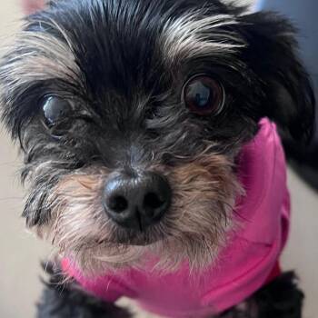 Minnie -  Yorkshire Terrier Dog for Adoption in Fremont, California - Minnie | PetCurious