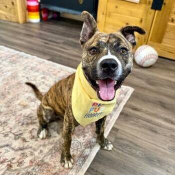 Lucky Boy Your Beach Loving Best Friend -  Pit Bull Terrier and American Staffordshire Terrier Dog for Adoption in Friendswood, Texas - Lucky Boy Your Beach Loving Best Friend | PetCurious