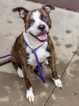 Mamita -  Mixed Breed Dog for Adoption in Chamblee, Georgia - Mamita | PetCurious