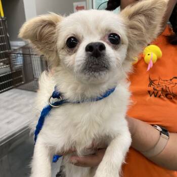 Rescue Maltese and Beagle Dogs for Adoption in Westminster, California - Pebble | PetCurious