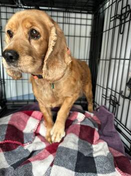Rescue Cocker Spaniel Dogs for Adoption in Parker, Colorado - Ginger M 25095 | PetCurious