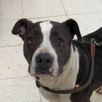 Sweets -  Pit Bull Terrier Dog for Adoption in Jacksonville, Arkansas - Sweets | PetCurious