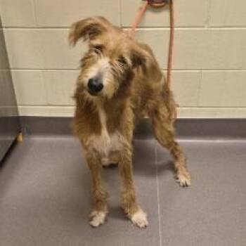 Stella Sue -  Labradoodle and Mixed Breed Dog for Adoption in Norman, Oklahoma - Stella Sue | PetCurious