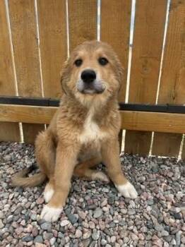 Great Pyrenees Dogs Available for Adoption in Colorado Springs, Colorado - Evelyn | PetCurious