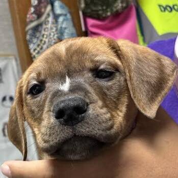 Almond Joy -  Black And Tan Coonhound and Black Mouth Cur Dog for Adoption in Blue Earth, Minnesota - Almond Joy | PetCurious