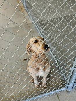 Amber -  Poodle Dog for Adoption in Greencastle, Indiana - Amber | PetCurious