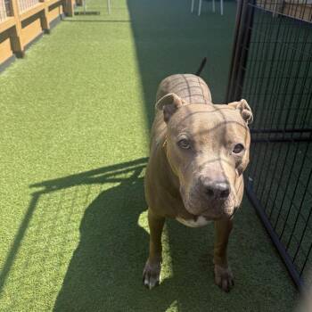 Pit Bull Terrier Dogs Available for Adoption in Houston, Texas - Jaxxon | PetCurious