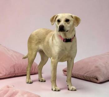 Labrador Retriever Dogs Available for Adoption in Lexington, Kentucky - Wish  | PetCurious