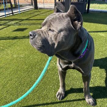Cane Corso Dogs Available for Adoption in Philadelphia, Pennsylvania - Stallion | PetCurious
