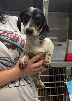 Dachshund Dogs Available for Adoption in Sorrento, Louisiana - 26-0297D | PetCurious