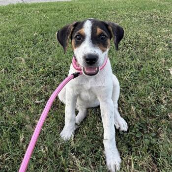 Maple -  Terrier and Beagle Dog for Adoption in Harlingen, Texas - Maple | PetCurious