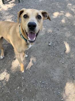 Labrador Retriever Dogs Available for Adoption in Elmsford, New York - Bridget | PetCurious