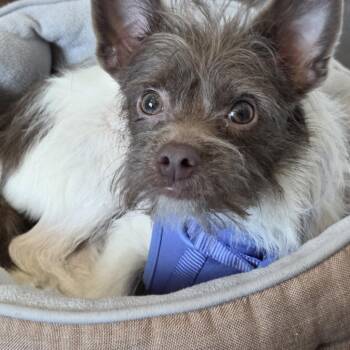 Coco Chanel -  Chihuahua and Yorkshire Terrier Dog for Adoption in West Hollywood, California - Coco Chanel | PetCurious