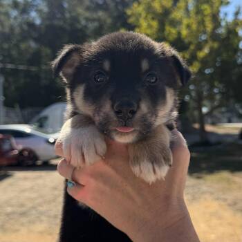 Camaro -  German Shepherd Dog and Australian Shepherd Dog for Adoption in Columbia, South Carolina - Camaro | PetCurious