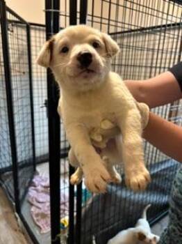 Moxie -  Australian Cattle Dog Blue Heeler Dog for Adoption in Thompson Falls, Montana - Moxie | PetCurious