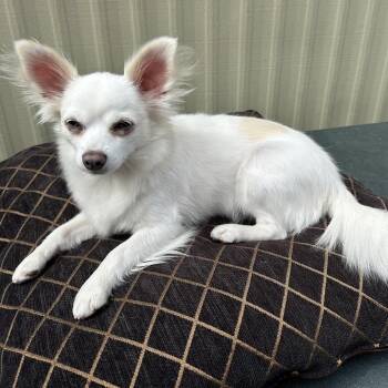 CHANEL -  Chihuahua and Papillon Dog for Adoption in Richmond, California - CHANEL | PetCurious