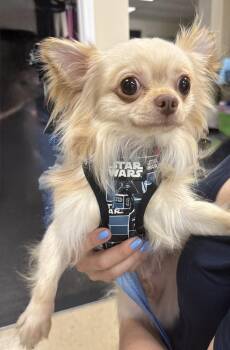 Sir -  Chihuahua and Pomeranian Dog for Adoption in Mundelein, Illinois - Sir | PetCurious