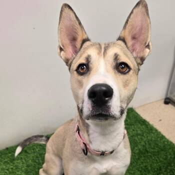 Bonfire -  Mixed Breed Dog for Adoption in Columbia, Missouri - Bonfire | PetCurious