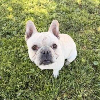 French Bulldog Dogs Available for Adoption in Turlock, California - Coach | PetCurious