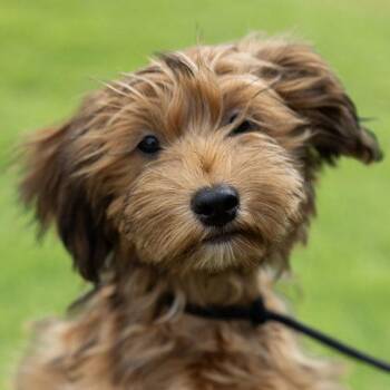 Diego -  Poodle and Maltese Dog for Adoption in Oakland, California - Diego | PetCurious