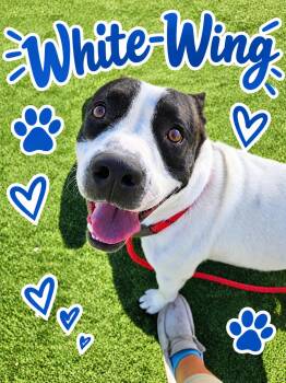 White-Wing -  Labrador Retriever Dog for Adoption in Truth Or Consequences, New Mexico - White-Wing | PetCurious