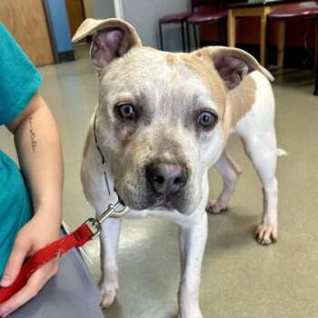 Mixed Breed Dogs Available for Adoption - Leaf | PetCurious