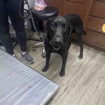 Black Labrador Retriever Dogs Available for Adoption in Summerville, South Carolina - Maximo | PetCurious