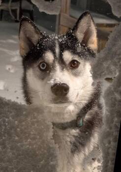 Husky Dogs Available for Adoption in Taycheedah, Wisconsin - Grace | PetCurious