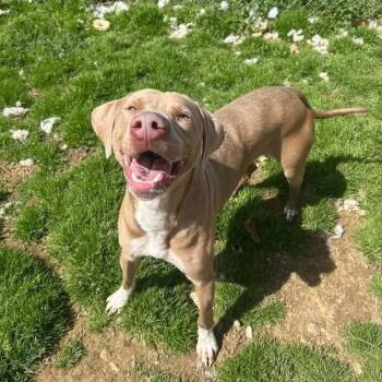 Weimaraner Dogs Available for Adoption in Tullahoma, Tennessee - Teddy | PetCurious